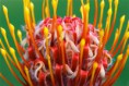 /album/galeria-de-fotos/protea-flower-5-jpg/
